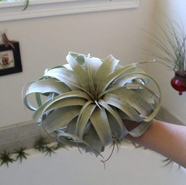 Xerographica