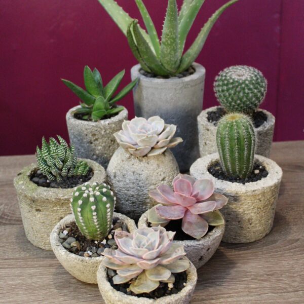 family of hypertufa pots with succulents and cactus