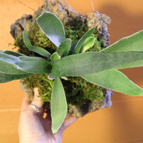 top view staghorn